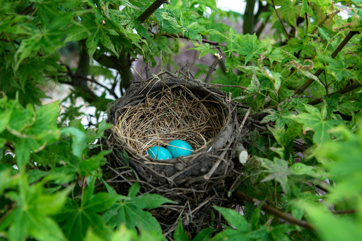 A robin's nest cradled in green leaves, holding two small vivid blue eggs